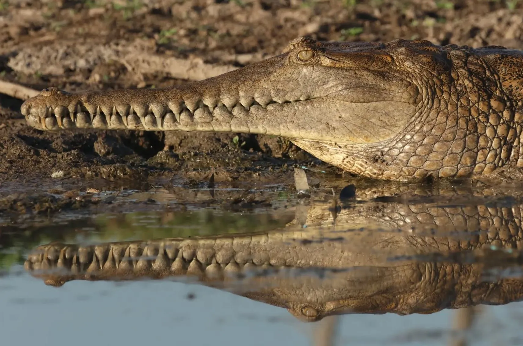 Freshwater Crocodiles, Litchfield National Park