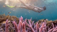 How Far Ahead to Book the Great Barrier Reef