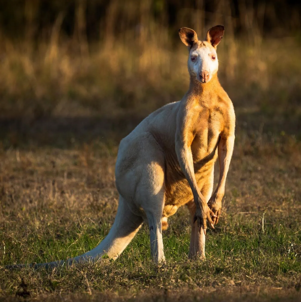 Kangaroos, Great Ocean Road