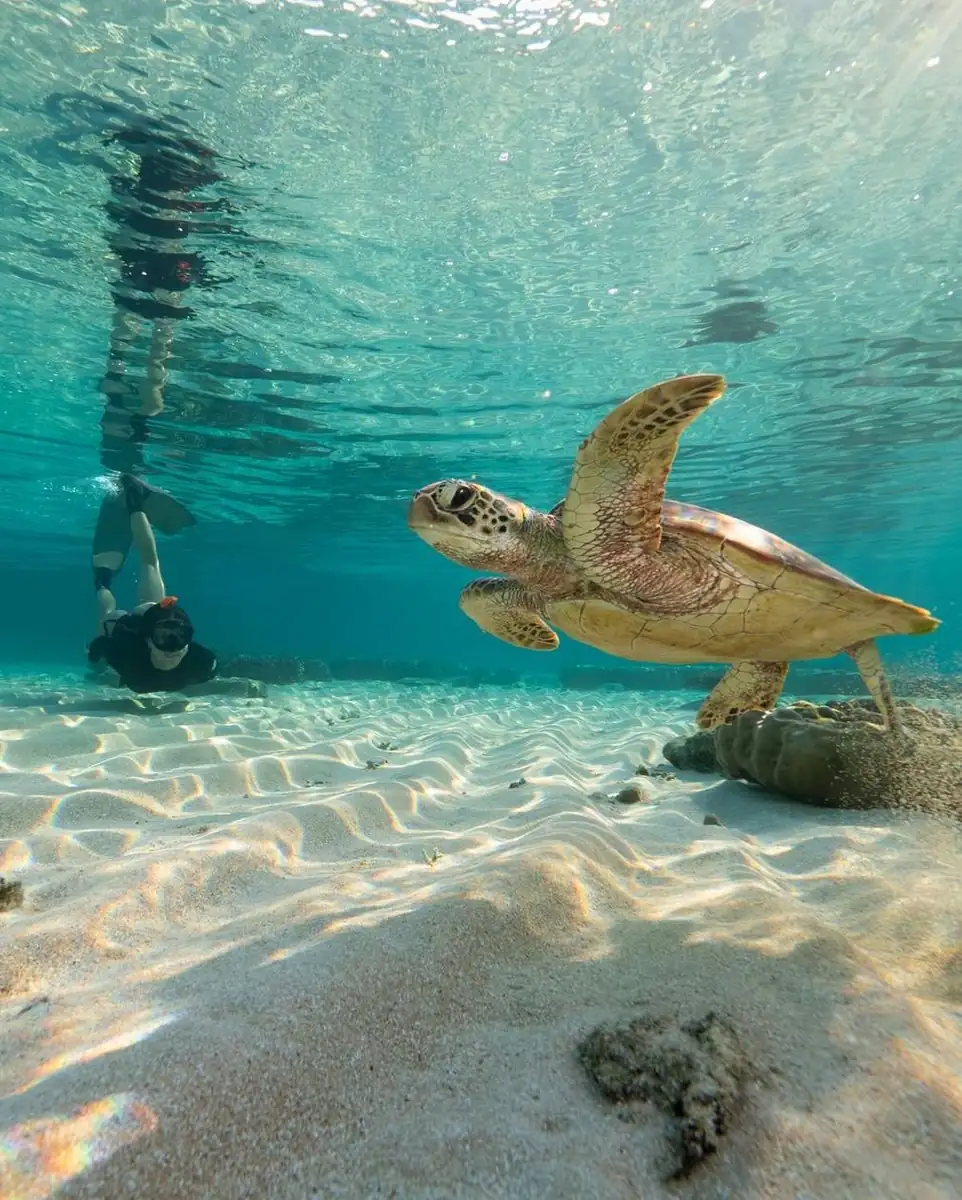 Outer Reef Day Trips – From Cairns And Port Douglas