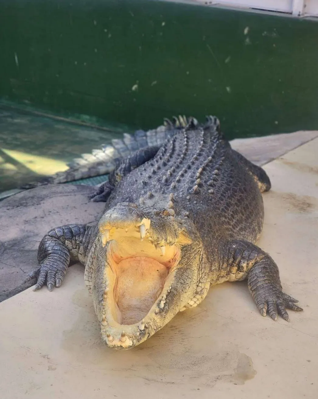 Saltwater Crocodiles, Litchfield National Park